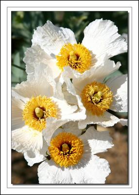 White Prickly Poppies