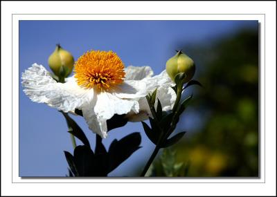 White Prickly Poppies
