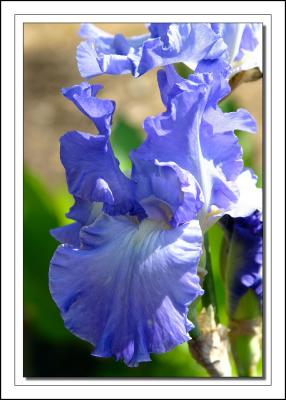 Purple Bearded Iris
