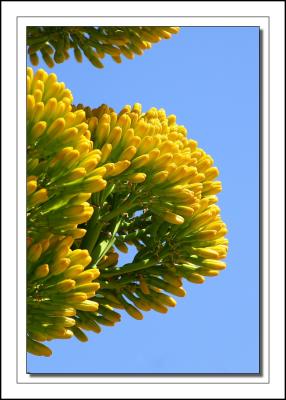 Century Plant Bloom (Agave)