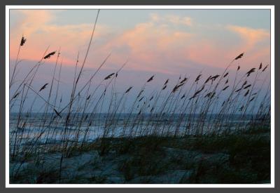 Jax Beach Grasses