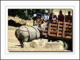Camera Truck Feeding Rhino