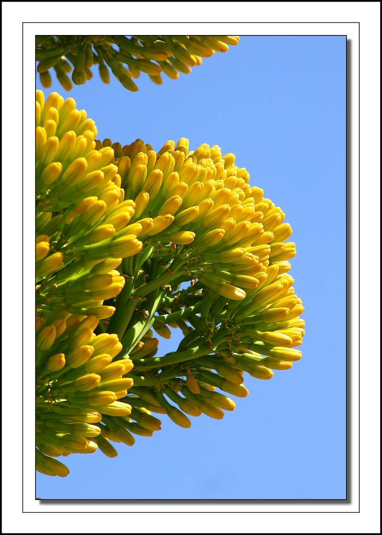 Century Plant Bloom (Agave)