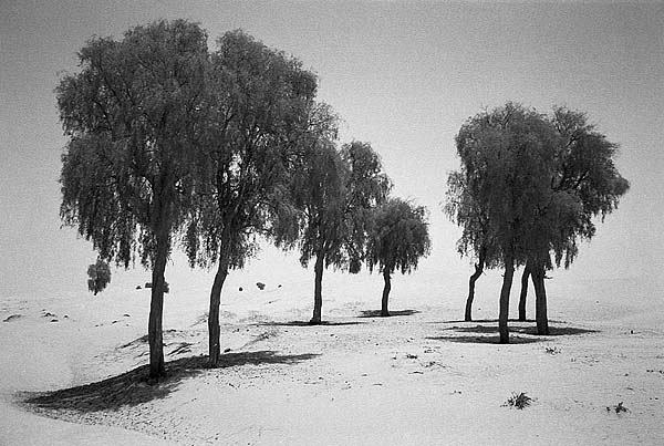 desertghattrees.jpg