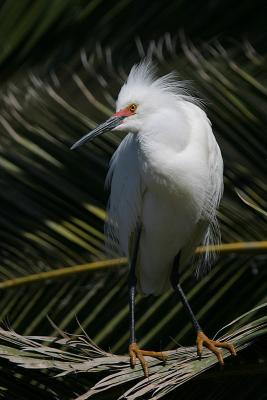 Snowy Egret with Red Lores