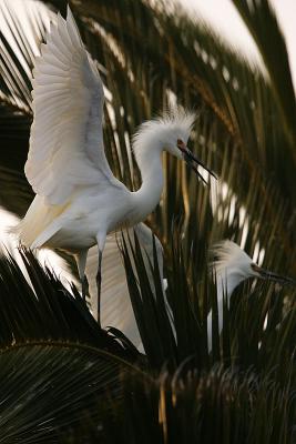 Snowy Egrets Backlit
