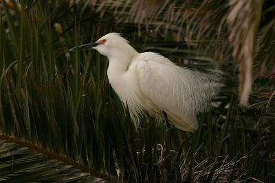 Snowy Egret with Red Lores