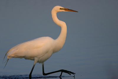 Great Egret
