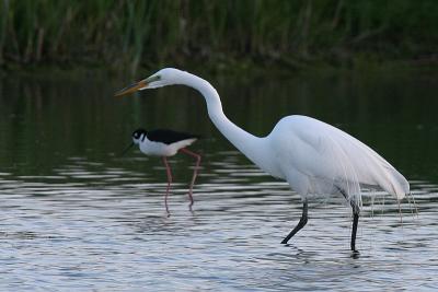 Great Egret and Black-Necked Stilt