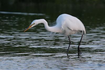Great Egret
