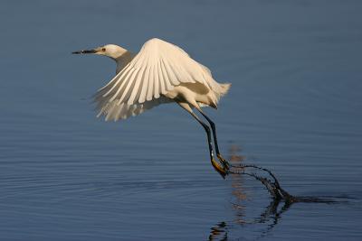 Snowy Egret taking off