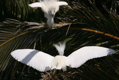 Snowy Egrets Face Off