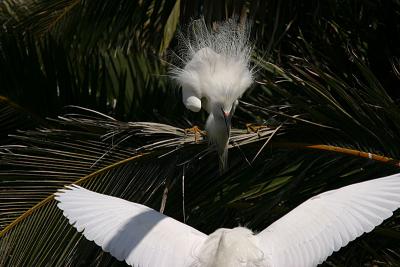 Snowy Egrets Face Off