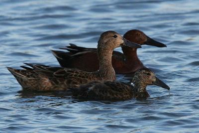 Cinnamon Teal duckling and parents