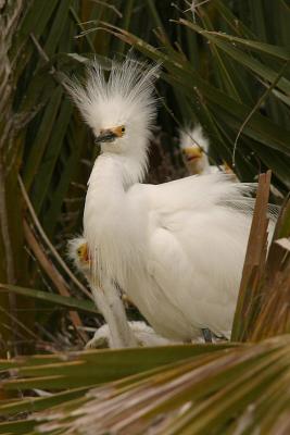 Snowy Egret Parent and Chicks