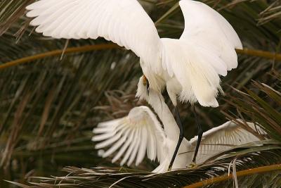 Egret Rookery 2004