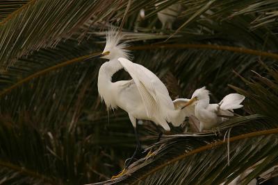 Snowy Egret Parent and Chick