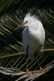 Snowy Egret with Red Lores