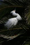 Snowy Egret Displaying Breeding Plumage
