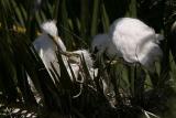 Snowy Egret Chicks