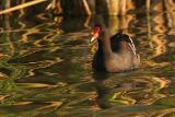 Common Moorhen