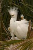 Snowy Egret Parent and Chicks