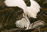 Snowy Egret Feeding