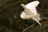 Snowy Egret Parent and Chick