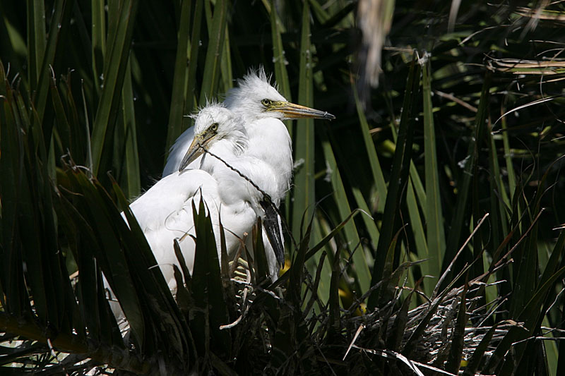 Snowy Egret Chicks