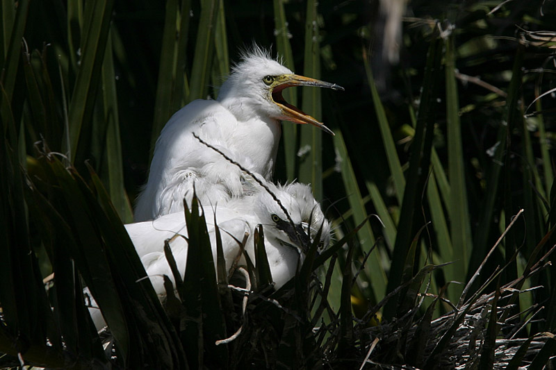 Snowy Egret Chick Yawning