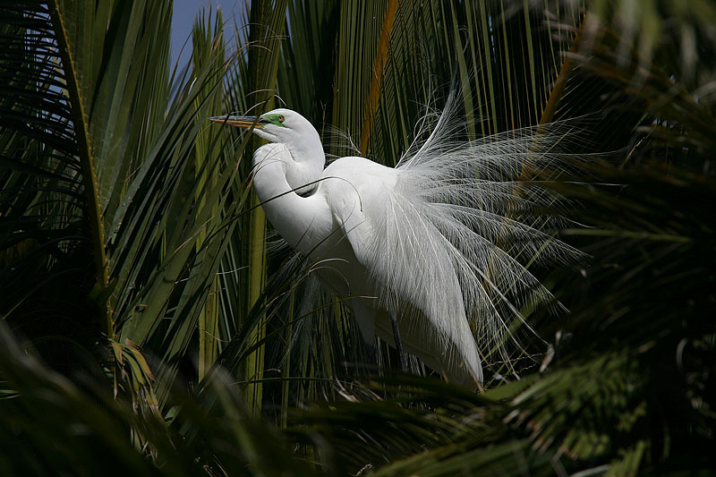 Great Egret Displaying Breeding Plumage