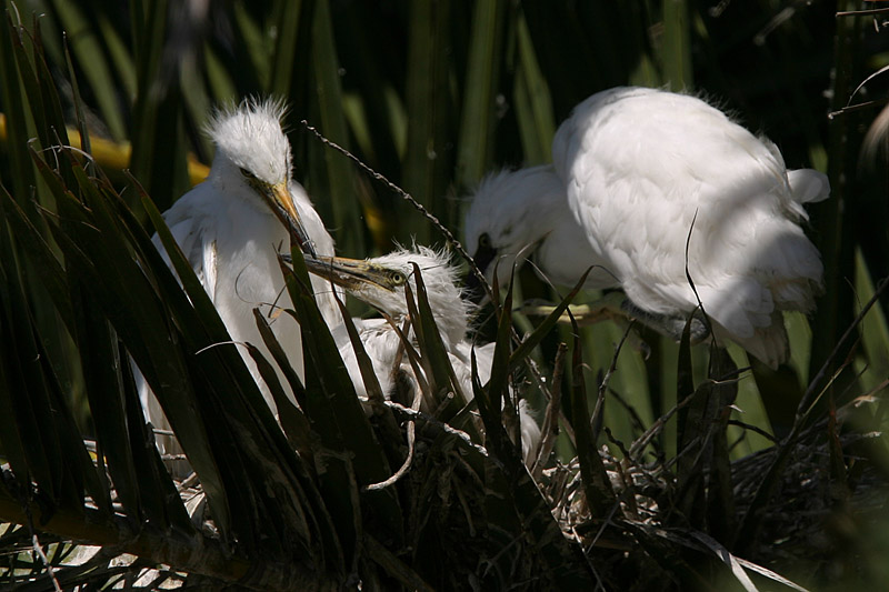 Snowy Egret Chicks