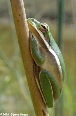 Green Tree Frog