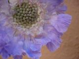 SCABIOSA