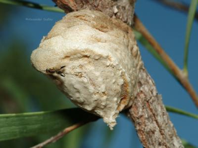 Parasitic wasp on mantid egg case.