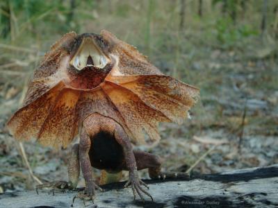 Aussie Lizards