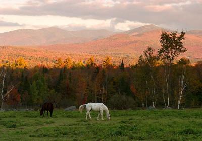 Sugar Hill horses