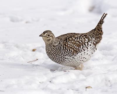 sharp-tailed grouse 51