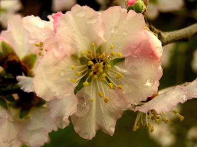 almond flower.JPG