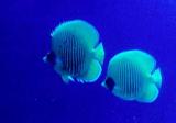 Butterfly Fish.jpg