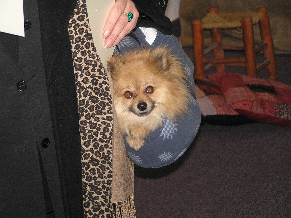 pocket dog.JPG