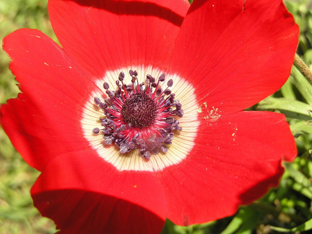 Red anemone.JPG