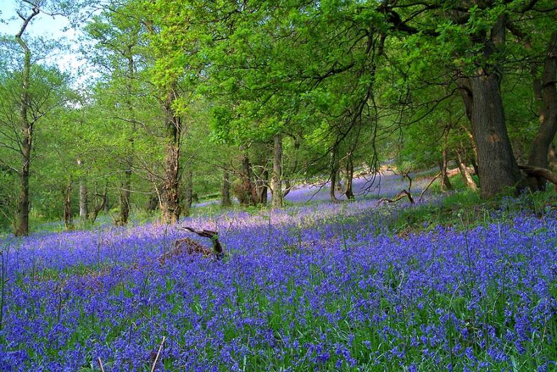 Bluebells and Broadleafs, Caegarw, Mountain Ash.