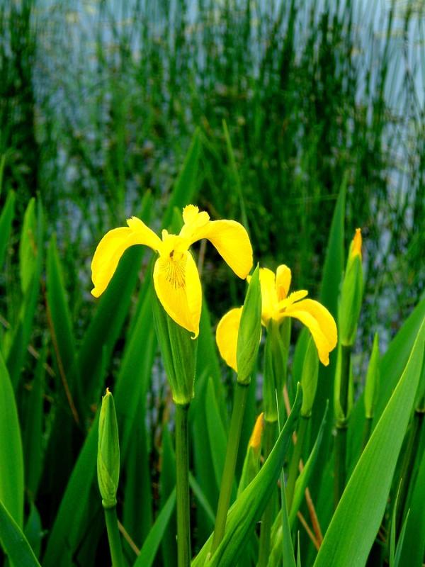 Growing wild, Dare Valley Country Park