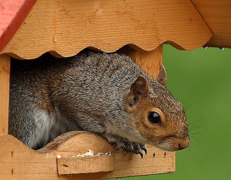 Cyril the Squirrel