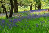 Edge of the bluebell wood, Caegarw, Mountain Ash.