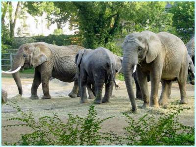 Eléphant d'Afrique (Loxodonta africana africana)