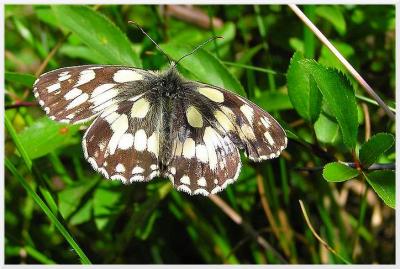 Le Demi-deuil   Melanargia galathea L.