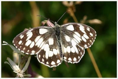 Le Demi-deuil   Melanargia galathea L.