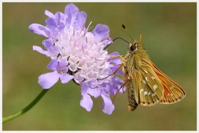 Thymelicus Sylvestris